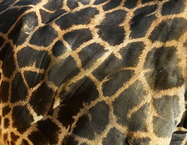 Close-up of giraffe skin — Stock Photo, Image