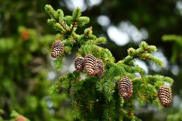 Coniferous pine tree with cones