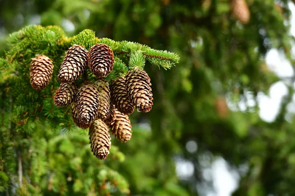 Coniferous pine tree with cones