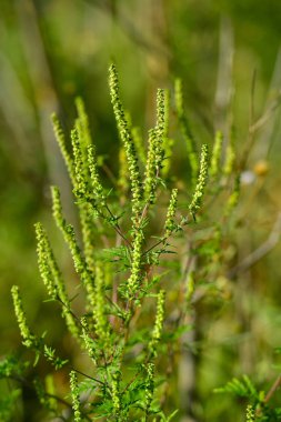 Ambrosia bitki ragweed alerji neden olur.