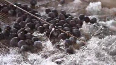 Reçel fabrikasında erik yıkama ve ayıklama işlemi