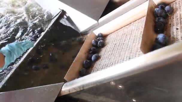 Das Waschen Und Sortieren Von Pflaumen Einer Marmeladenfabrik — Stockvideo