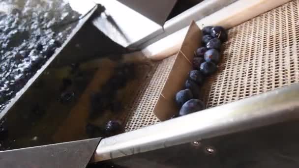 Das Waschen Und Sortieren Von Pflaumen Einer Marmeladenfabrik — Stockvideo