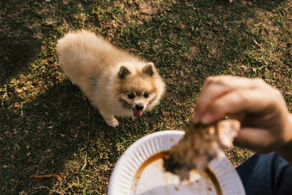Hungry dog looking to meat. Royalty Free Stock Images