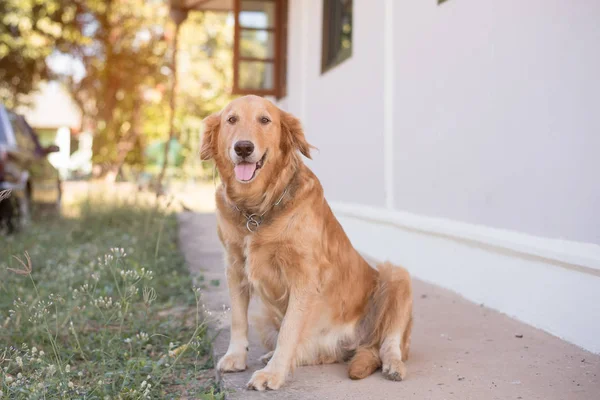 Ev ve araba arka plan oturan köpek.