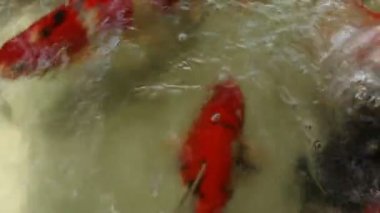 Koi balıkları Havzası