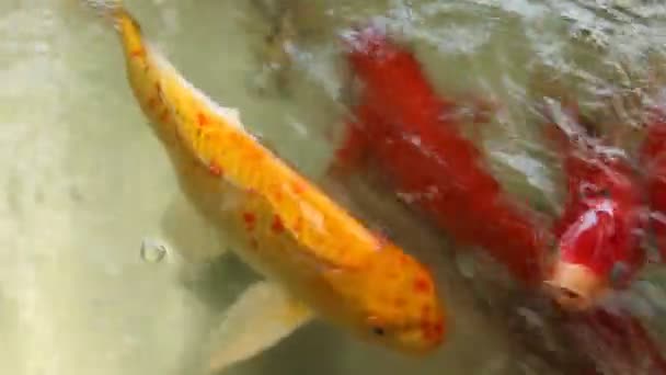 Poisson koï dans le bassin 