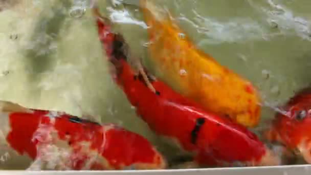 Рыба кои в бассейне — стоковое видео