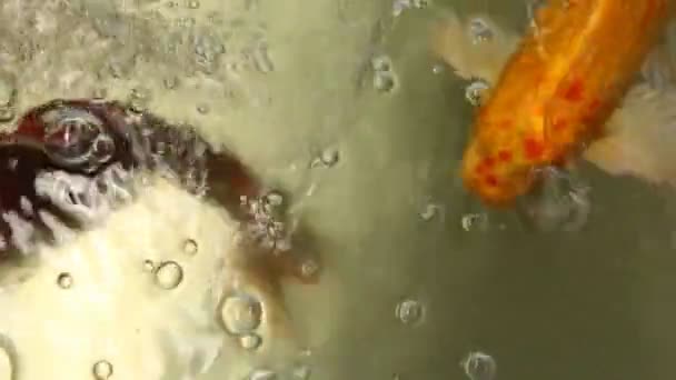 Koi ryb w basenie — Wideo stockowe