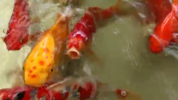 Peixe Koi na bacia — Vídeo de Stock
