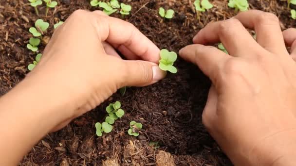 Frauen pflanzen Setzlinge in die Erde — Stockvideo