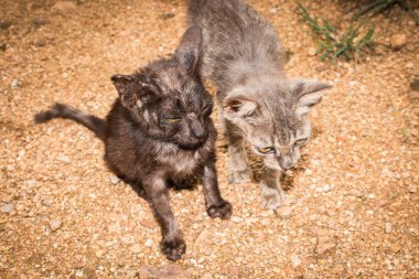 Yerde oturan yolunu yitirmek yavru kedi