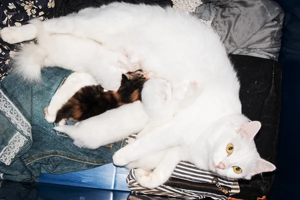 Niedliches Kätzchen saugt Milch von Mutter Brust, Mutter Katze füttert Milch — Stockfoto