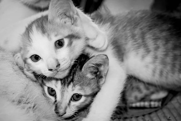 Streunende Kätzchen Katze schwarz und weiß Ton — Stockfoto