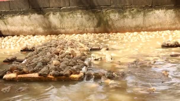 池かわいいカエルのファーム — ストック動画