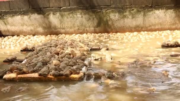 Fazenda sapo bonito na lagoa — Vídeo de Stock