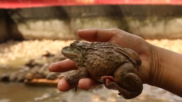 可爱的青蛙在池塘里的农场 — 图库视频影像