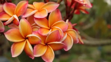 ortak frangipani, tapınak ağaç veya plumeria