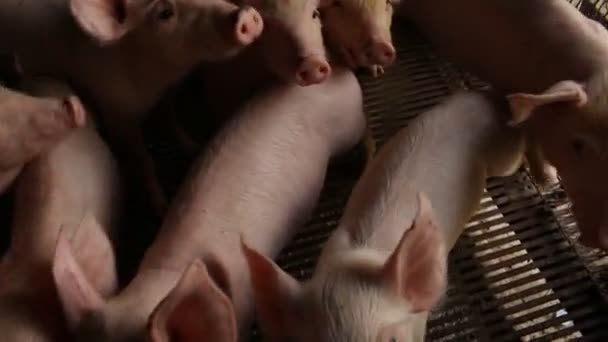 Cute baby pig in farm — Stock Video