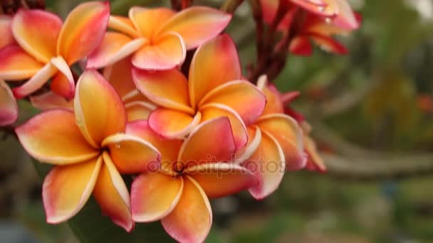 Common frangipani, temple tree, or plumeria — Stock Video