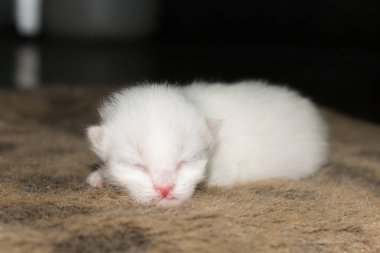 Halı üzerinde sevimli kedicik kedi