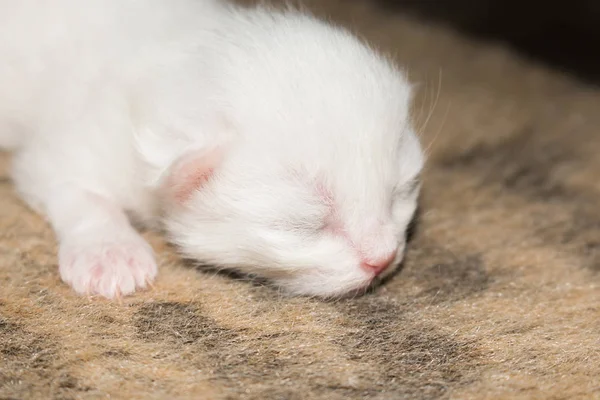Niedliche Katze auf Teppich — Stockfoto