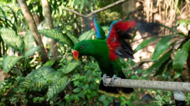 Güzel renkli papağan kuşu.