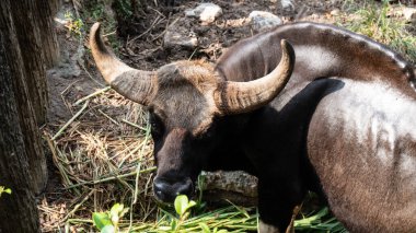 Banteng ya da Red Bull, doğal olarak OX hayvanı