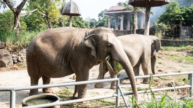 Doğadaki büyük fil.