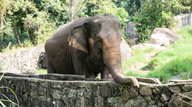 Doğadaki büyük fil.