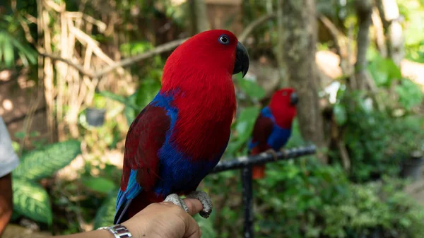 Bellezza Colorato Uccello Pappagallo — Foto Stock