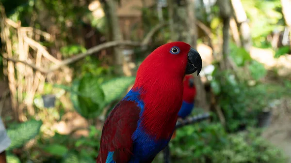 Güzel Renkli Papağan Kuşu — Stok fotoğraf