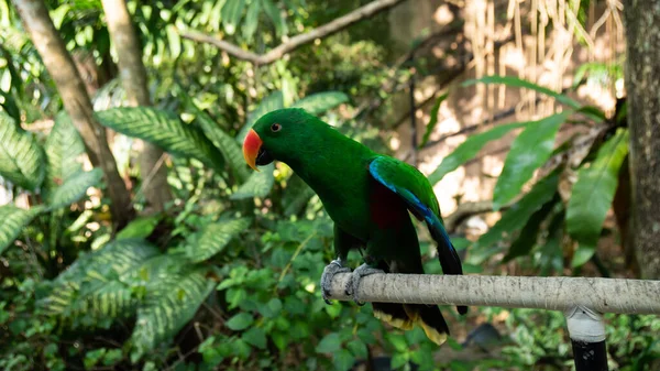 Schönheit Bunte Papageienvogel — Stockfoto