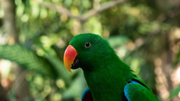Güzel Renkli Papağan Kuşu — Stok fotoğraf