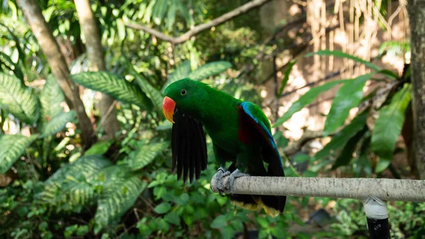 Bellezza Colorato Uccello Pappagallo — Foto Stock