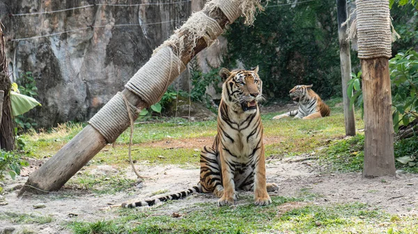 Tiger Animal Natural — Stock Photo, Image