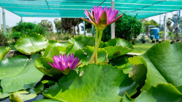 Lotusbloem Vijver — Stockfoto