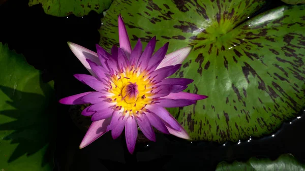 Lotusbloem Vijver — Stockfoto
