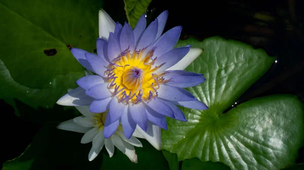 Lotusbloem Vijver — Stockfoto