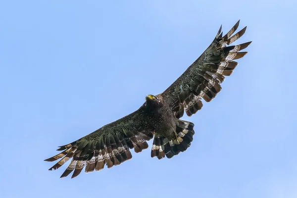 Mavi gökyüzünde süzülen Yılan Kartal