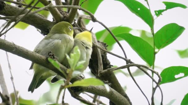 Çiftler Japon white-eye kuş — Stok video