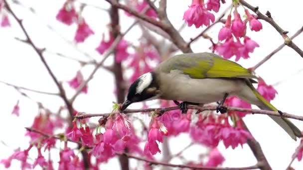 Beautiful view of Chinese Bulbul Bird singing on  blossom — Stock Video