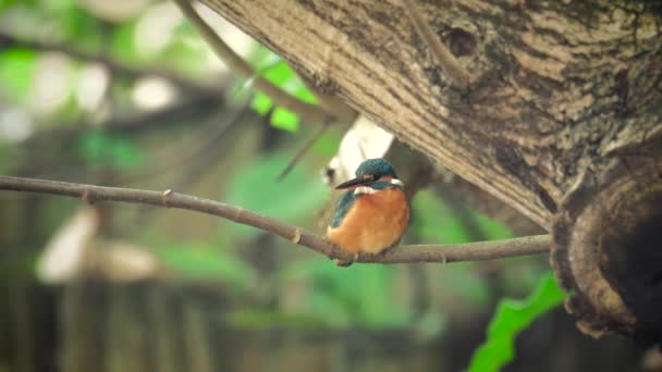 4k video con kingfisher — Vídeos de Stock