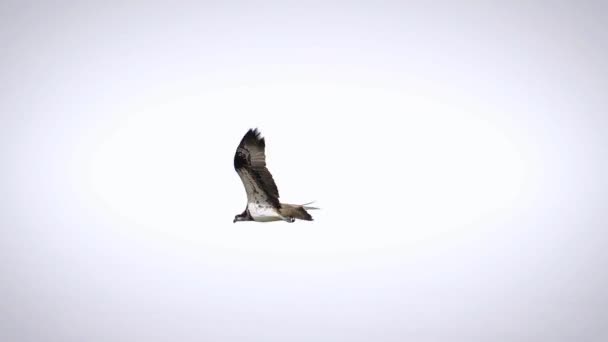 Osprey with Fish Pandion haliaetus also called fish eagle — Stock Video