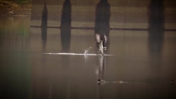 Osprey con pescado Pandion haliaetus también llamado pez águila — Vídeo de stock