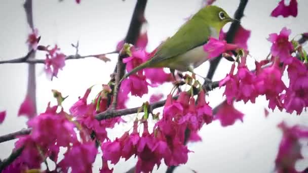 Fiori di ciliegio in primavera — Video Stock