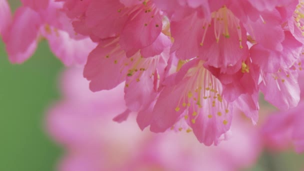 Flores de cerezo en primavera — Vídeos de Stock