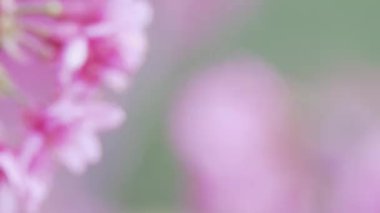 Arı polen baharda çiçek toplama