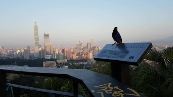 Burung Murai Duduk Stand Dengan Kota Taipei Latar Belakang — Stok Video