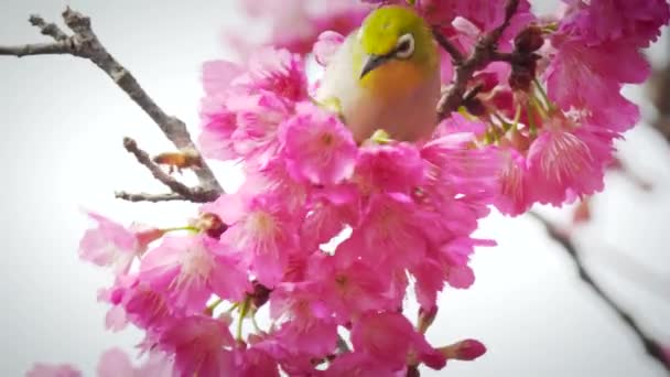 Весенняя Концепция Красивый Цветок Вишни Невестами Национальном Парке Алишан Тайвань — стоковое видео